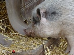 Ostersonntagspaziergang durch den Böhmischen Prater